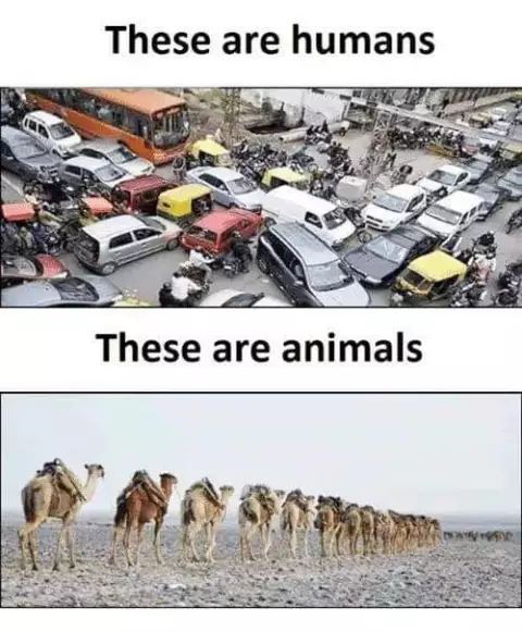 human vs animals